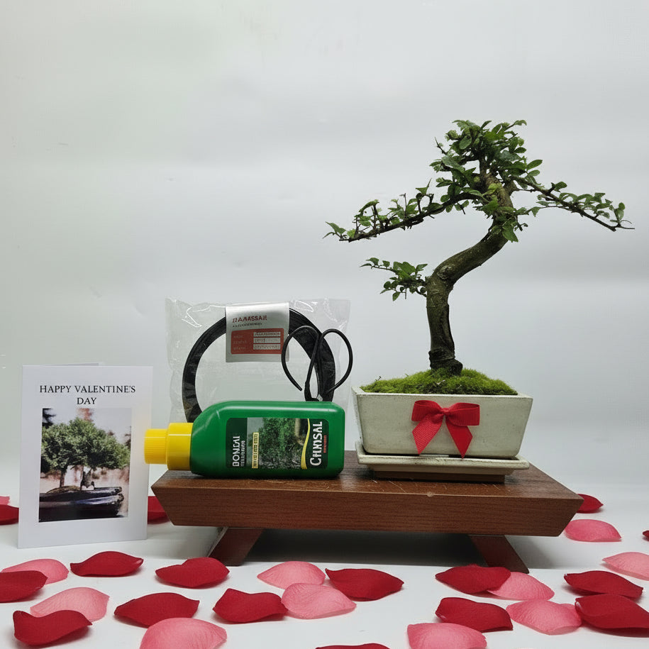 Valentine's Bonsai Starter Bundle | Chinese Elm (Ulmus Parvifolia) | Shaped