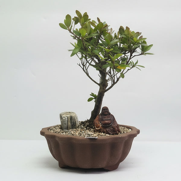 Azalea (Rhododendron) Premium Bonsai Tree Bundle | Broom | In 18cm Pot