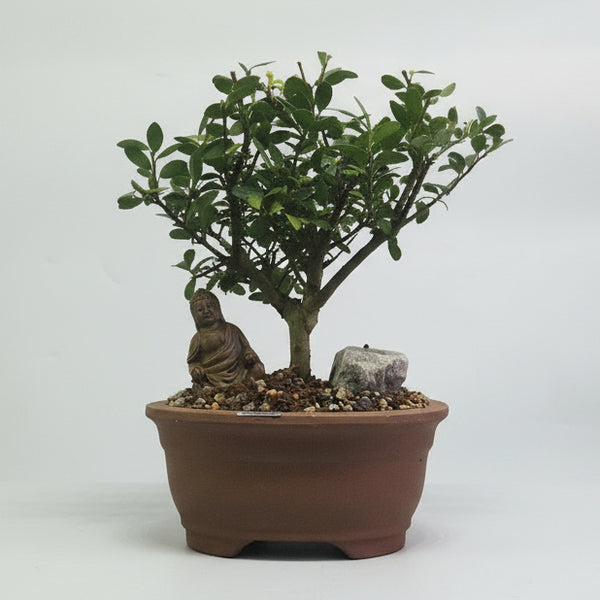 Premium Japanese Holly (Ilex Crenata) Bonsai Tree Bundle | Broom | In 16cm Pot