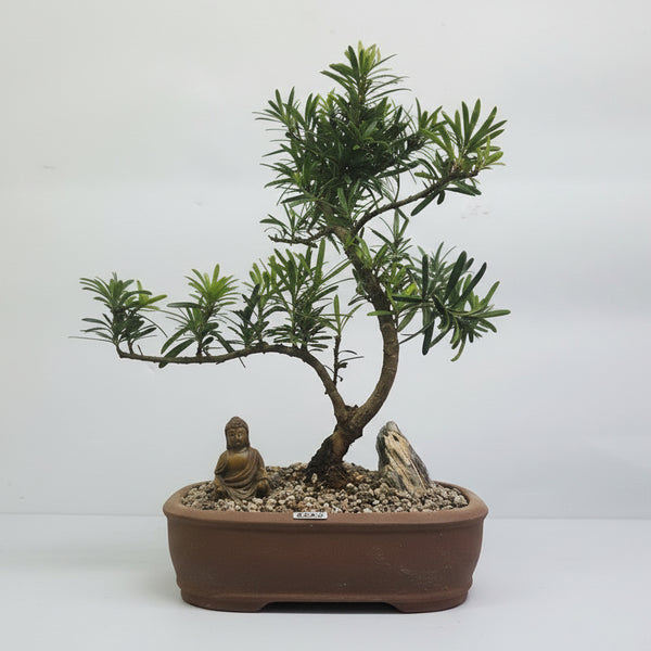 Buddhist Pine (Podocarpus Micro) Premium Bonsai Tree Bundle | Shaped | In 21cm Pot