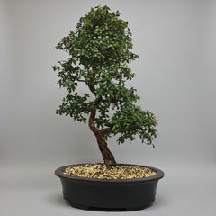 Satsuki Azalea (Rhododendron) Bonsai Tree | Informal Upright | In 60cm Pot