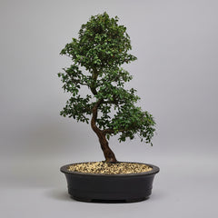 Satsuki Azalea (Rhododendron) Bonsai Tree | Informal Upright | In 60cm Pot