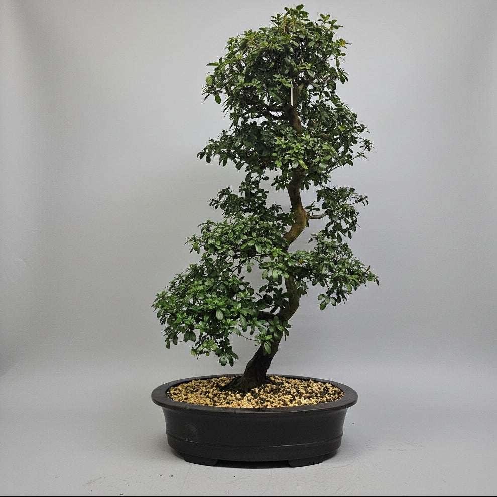 Satsuki Azalea (Rhododendron) Bonsai Tree | Informal Upright | In 60cm Pot