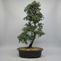 Satsuki Azalea (Rhododendron) Bonsai Tree | Informal Upright | In 60cm Pot