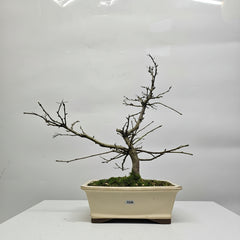 Photinia Villosa (Christmas Berry) Bonsai Tree | Shaped | In 25cm Pot