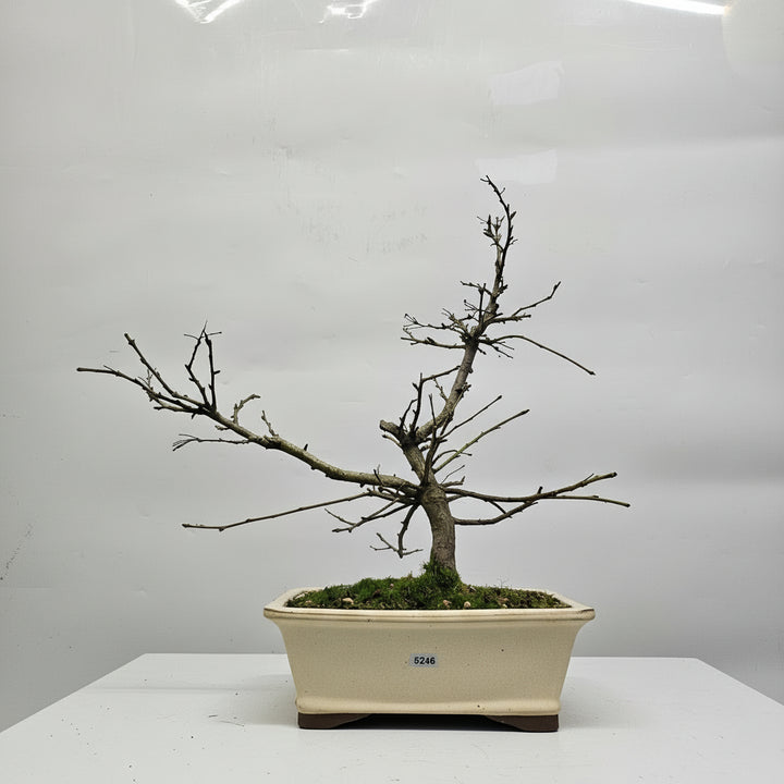 Photinia Villosa (Christmas Berry) Bonsai Tree | Shaped | In 25cm Pot