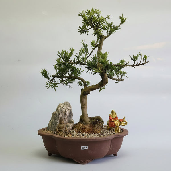 Buddhist Pine (Podocarpus Micro) Premium Bonsai Tree Bundle | Shaped | In 31cm Pot | 5252