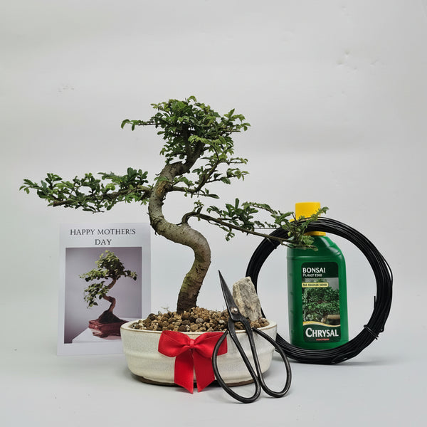 Mother's Day Bonsai Starter Bundle | Chinese Elm (Ulmus Parvifolia) | Shaped