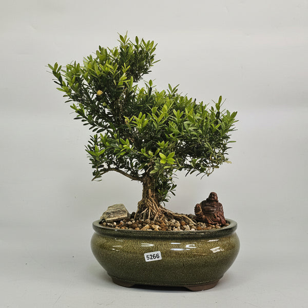 Boxwood (Buxus Harlandii) Premium Bonsai Tree Bundle | Shaped | In 20cm Pot | 5266