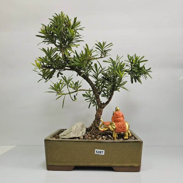 Buddhist Pine (Podocarpus Micro) Premium Bonsai Tree Bundle | Shaped | In 21cm Pot | 5267