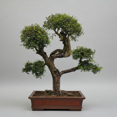 Large Chinese Elm (Ulmus Parvifolia) Bonsai Tree | Shaped Style | Height 110cm | In 60cm Pot | 5282