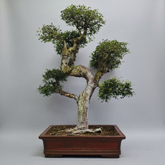 Large Chinese Elm (Ulmus Parvifolia) Bonsai Tree | Shaped Style | Height 110cm | In 60cm Pot | 5282