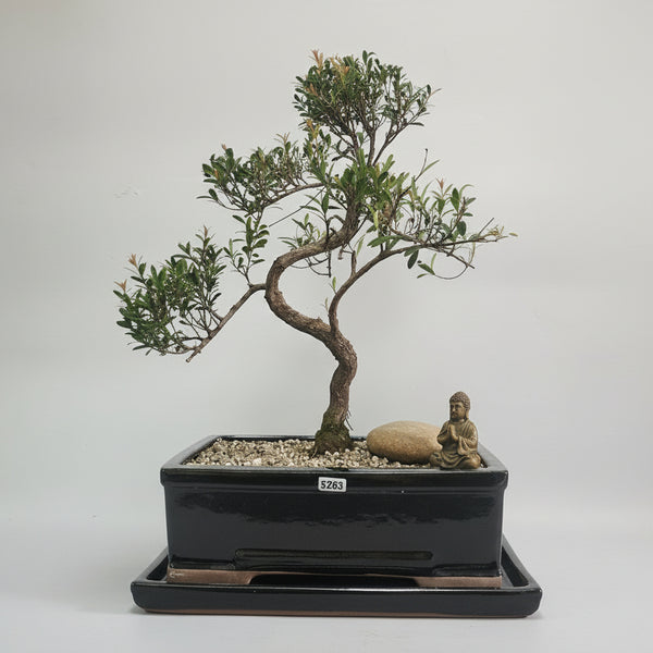 Brush Cherry (Syzygium) Premium Bonsai Tree Bundle | Shaped | In 26cm Pot | 5283