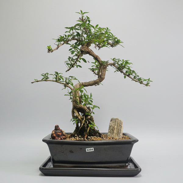 Snow Rose (Serissa) Premium Bonsai Tree Bundle | Shaped | In 26cm Pot | 5284