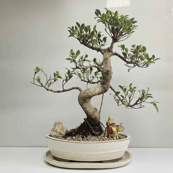 Ficus Microcarpa (Banyan Fig) Indoor Premium Bonsai Tree Bundle | Shaped | In 31cm Pot | 5285