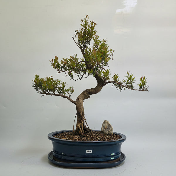 Brush Cherry (Syzygium) Premium Bonsai Tree Bundle | Shaped | In 31cm Pot | 5315