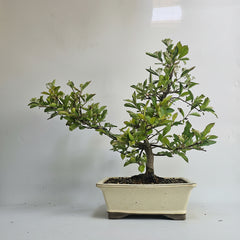 Photinia Villosa (Christmas Berry) Bonsai Tree | Shaped | In 25cm Pot