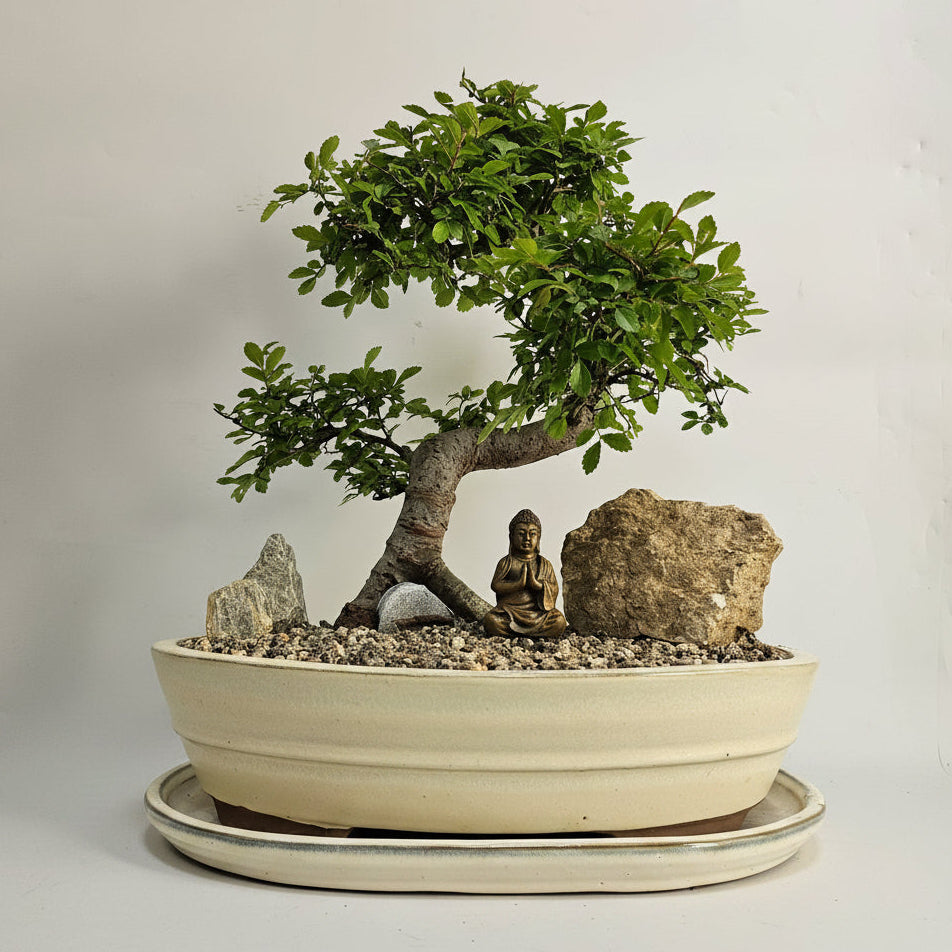 Chinese Elm (Ulmus Parvifolia) Premium Bonsai Tree Bundle | Shaped | In 31cm Pot | 5331