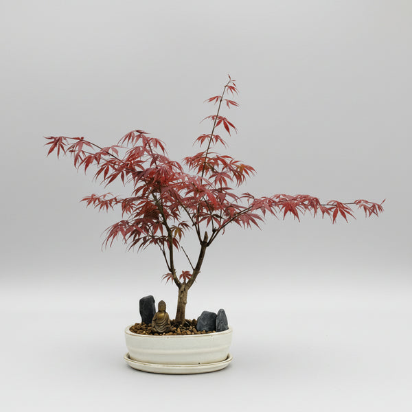 Premium Japanese Maple (Acer) Bonsai Tree Bundle | Deshojo Informal Upright | In 20cm Pot | 1001