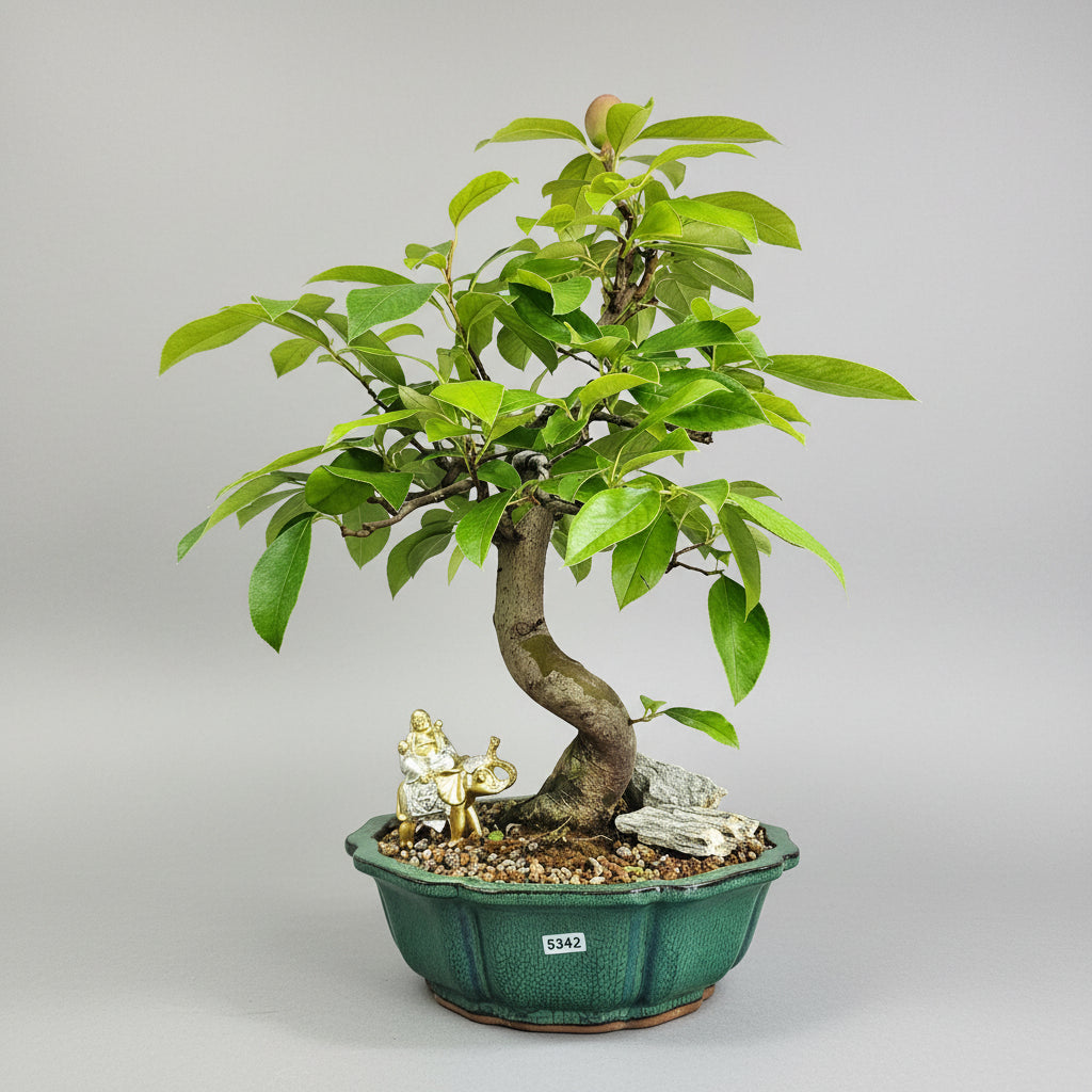 Chinese Quince (Pseudocydonia Sinensis) Bonsai Tree | Informal Upright | In 26cm Pot