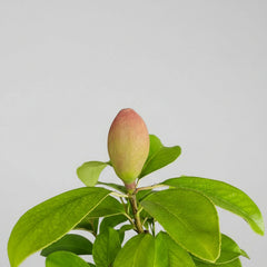 Chinese Quince (Pseudocydonia Sinensis) Bonsai Tree | Informal Upright | In 26cm Pot