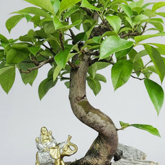 Chinese Quince (Pseudocydonia Sinensis) Bonsai Tree | Informal Upright | In 26cm Pot