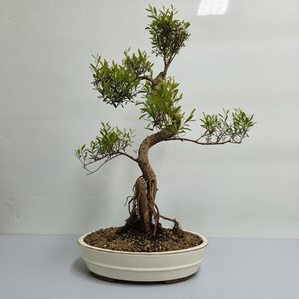Brush Cherry (Syzygium) Premium Bonsai Tree Bundle | Shaped | In 31cm Pot | 5354