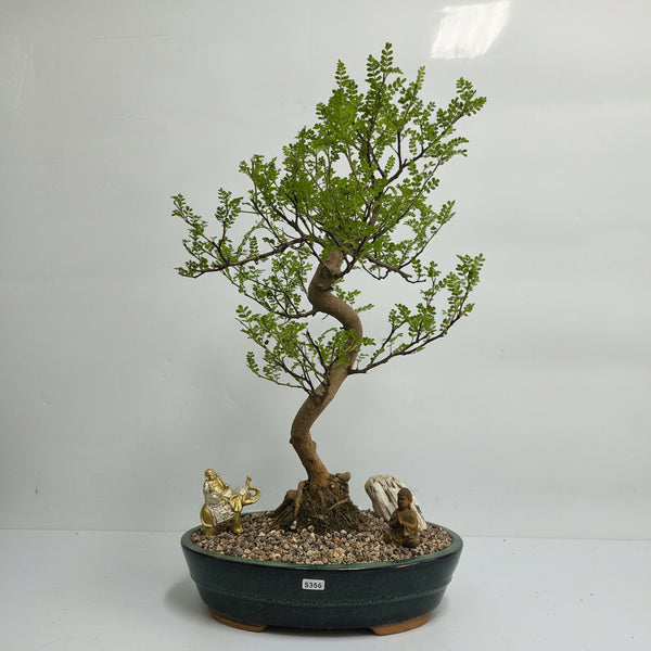 Chinese Pepper (Zanthoxylum Pipertum) Premium Bonsai Tree Bundle | Shaped | In 31cm Pot | 5356