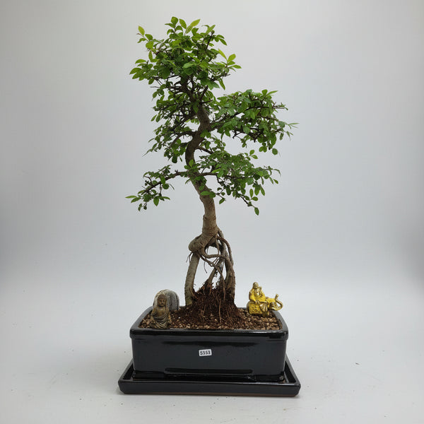 Chinese Elm (Ulmus Parvifolia) Premium Bonsai Tree Bundle | Shaped | In 26cm Pot | 5353