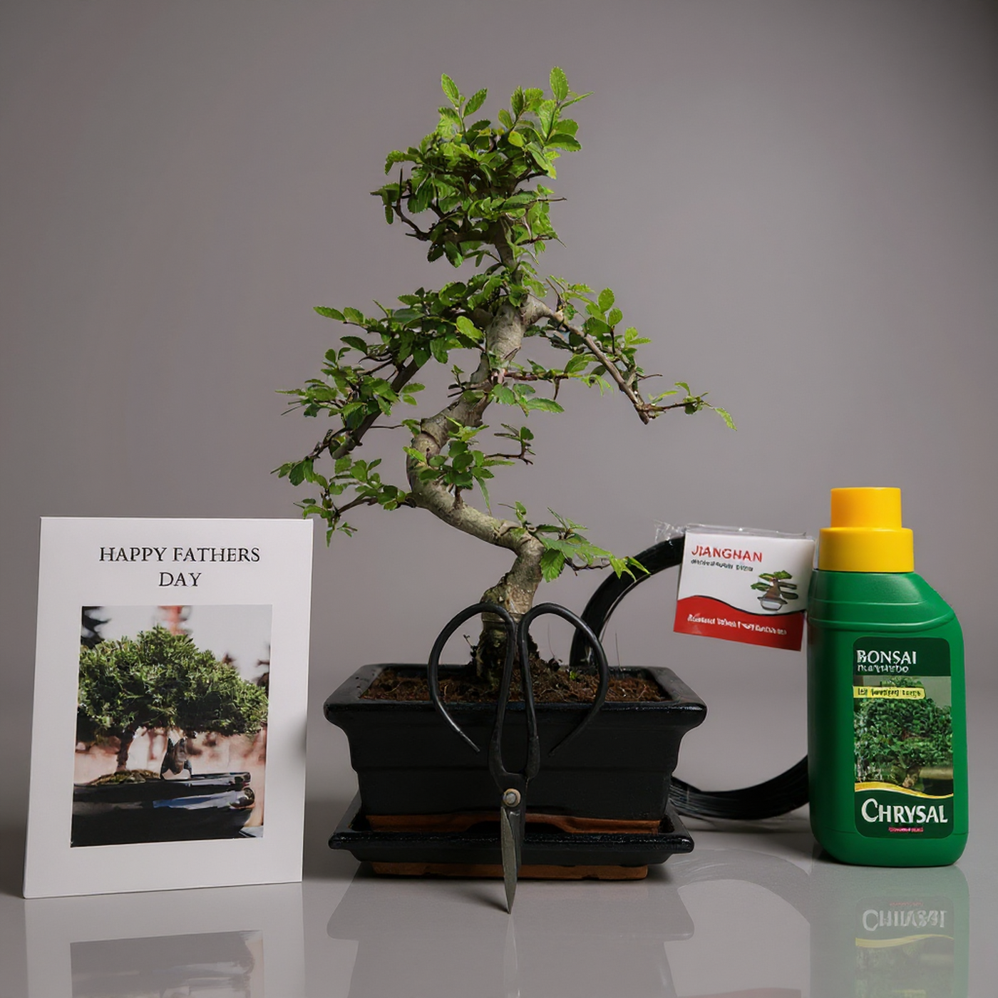 Father's Day Bonsai Starter Bundle | Chinese Elm (Ulmus Parvifolia) | Shaped Tree