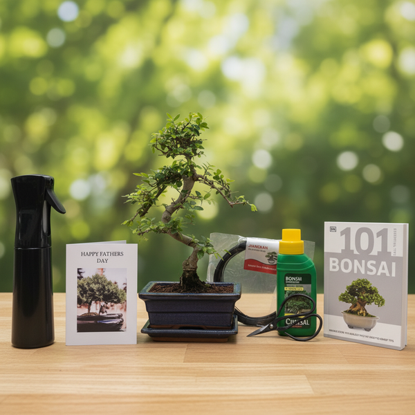 Father's Day Bonsai Premium Starter Bundle | Chinese Elm (Ulmus Parvifolia) | Shaped Tree