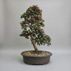Satsuki Azalea (Rhododendron) Bonsai Tree | Informal Upright | In 60cm Pot