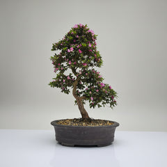 Satsuki Azalea (Rhododendron) Bonsai Tree | Informal Upright | In 60cm Pot