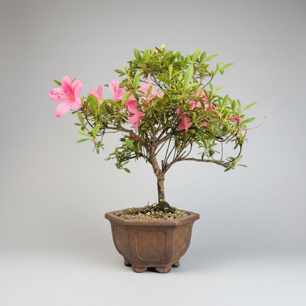 Azalea (Rhododendron) Premium Bonsai Tree | Shaped | In 13cm Pot | 5360