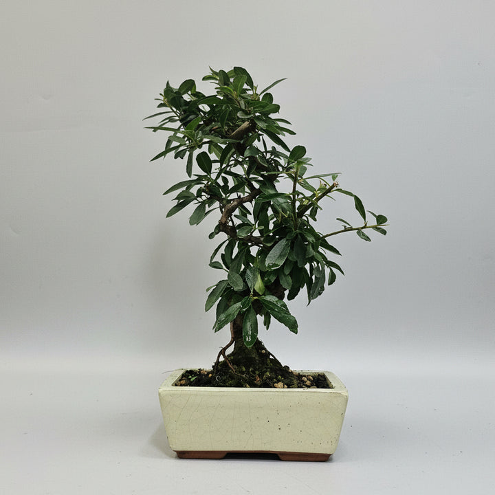Firethorn (Pyracantha) Bonsai Tree | Semi-Shaped | In 15cm Pot