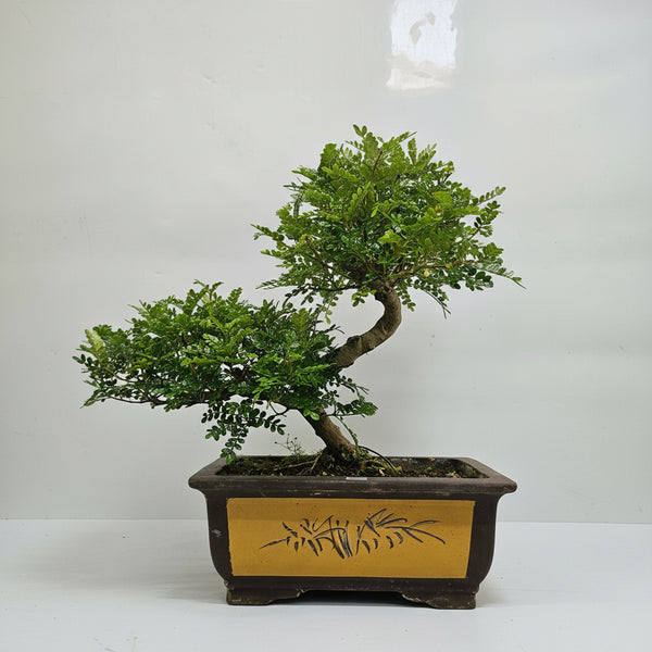 Chinese Pepper (Zanthoxylum Pipertum) Bonsai Tree | Shaped | In 35cm Pot | 5363