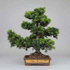 Buddhist Pine (Podocarpus Micro) Bonsai Tree | Large Shaped Specimen | In 60cm Pot
