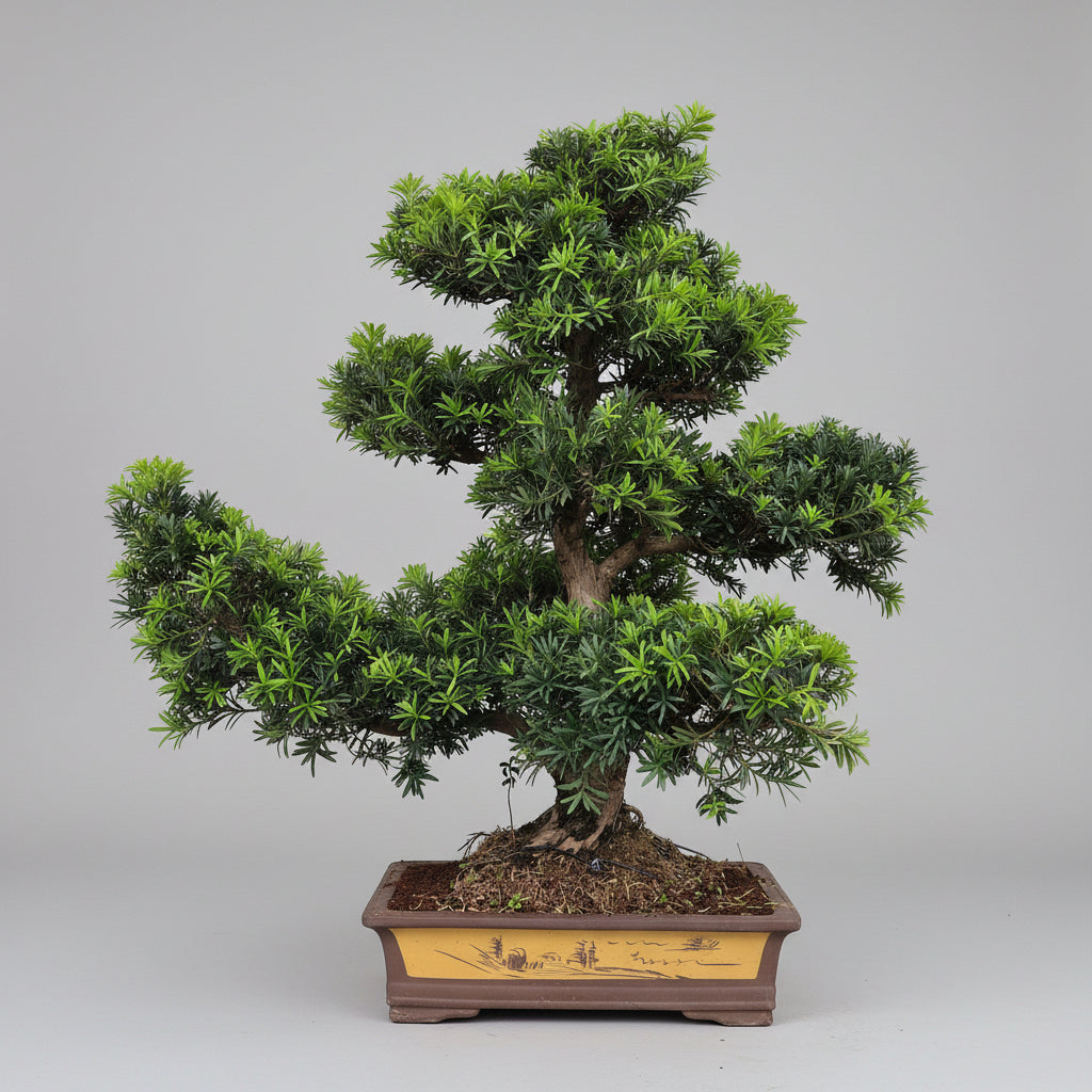 Buddhist Pine (Podocarpus Micro) Bonsai Tree | Large Shaped Specimen | In 60cm Pot