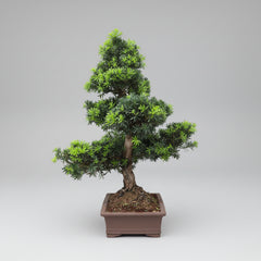 Buddhist Pine (Podocarpus Micro) Bonsai Tree | Large Shaped Specimen | In 60cm Pot