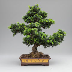 Buddhist Pine (Podocarpus Micro) Bonsai Tree | Large Shaped Specimen | In 60cm Pot