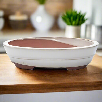 26cm Glazed Bonsai Pot | Oval | 26cm x 20cm x 6cm | White - Yorkshire Bonsai