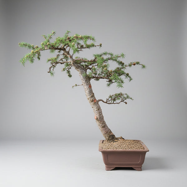 Japanese Larch bonsai tree 5527 detail view