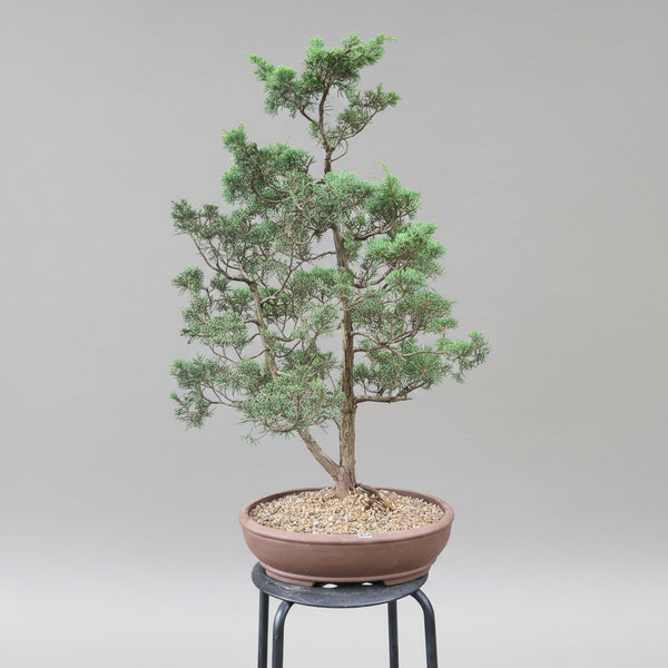 Shimpaku Juniper bonsai tree 5528 front view