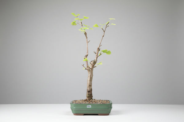 Ginkgo bonsai tree 5532