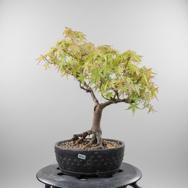 Japanese Maple (Acer Palmatum) Bonsai Tree | Informal Upright | In 22cm Pot | 5533