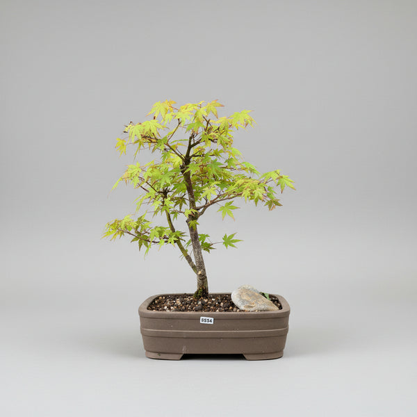 Japanese Maple bonsai tree 5534
