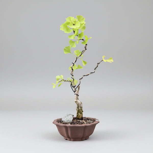 Ginkgo bonsai tree 5535 front view