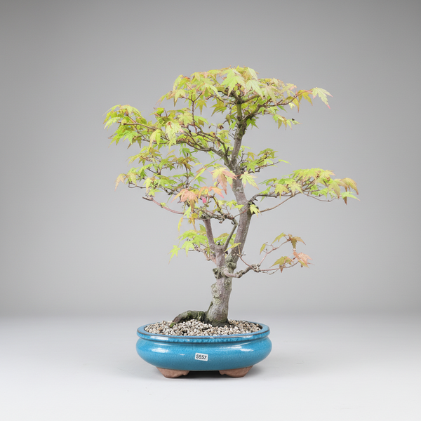 Japanese Maple (Acer Palmatum) Bonsai Tree | Informal Upright | In 23cm Pot | 5537