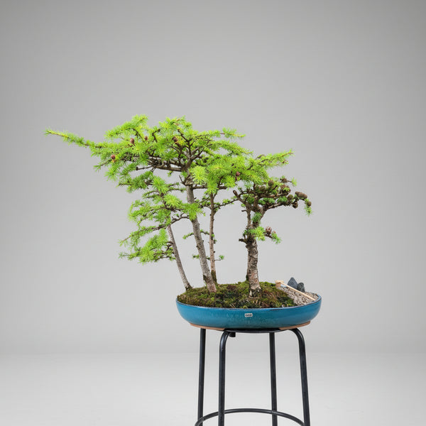Japanese Larch raft forest 5539 front view