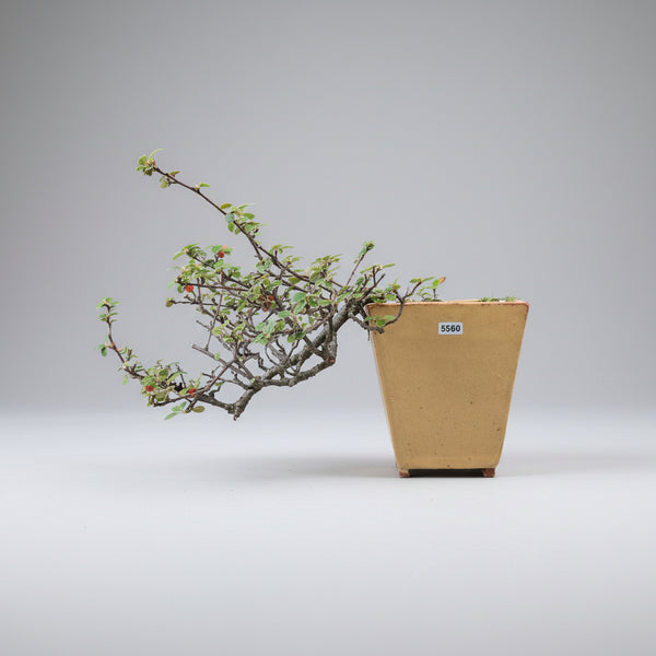 Himalayan Cotoneaster bonsai tree 5560 front view